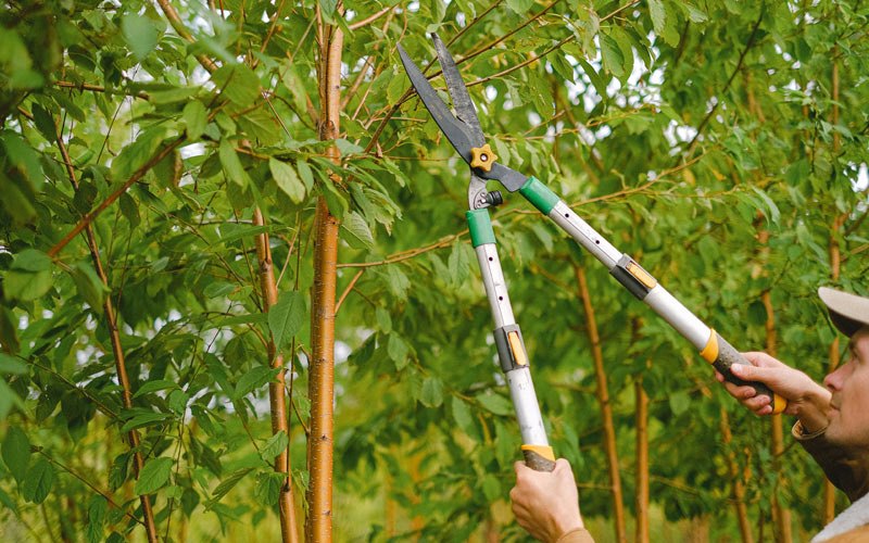 Tree trimming in Mazon, IL